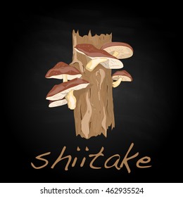 Shiitake vector illustration isolated