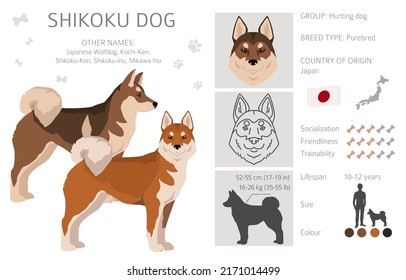 Shikoku dog coat colors, different poses clipart.  Vector illustration