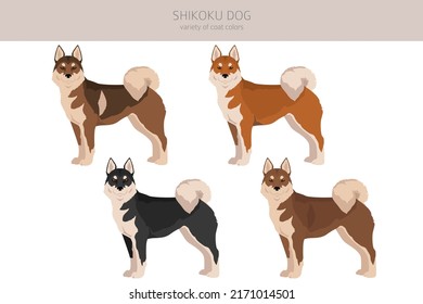 Shikoku dog coat colors, different poses clipart.  Vector illustration