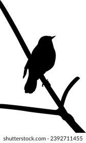 shillouette bird and vector illustration