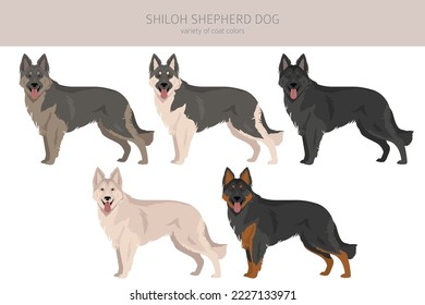 Shiloh Shepherd clipart. All coat colors set.  All dog breeds characteristics infographic. Vector illustration