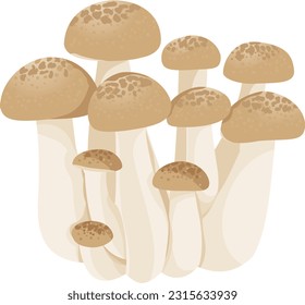 Shimeji Buna Shimeji Mushroom Vector Illustration