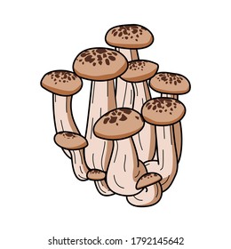 Shimeji mushroom, Set of Shimeji mushroom on white background. Shimeji mushroom vector illustration 