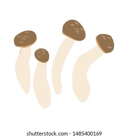 Shimeji mushrooms or beech mushrooms isolated on white background. Flat cartoon style. Vector illustration.