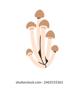 Shimeji mushrooms in cluster, bunch. Edible fungi with caps, grouped stems. Fresh organic forest food. Autumn seasonal wild fungus. Flat graphic vector illustration isolated on white background