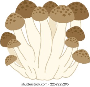 Shimeji. Mushrooms that are said to be so delicious that they are said to be ``fragrant matsutake, tasteful shimeji''.