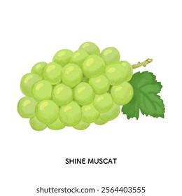 Shine Muscat Colored Pencil Touch Illustration