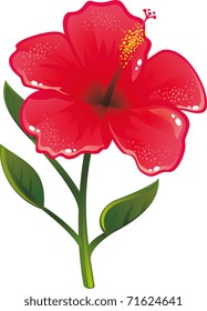 shine vector hibiscus