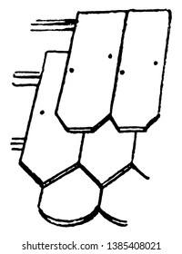 Shingles consisting of individual overlapping elements, rectangular shapes laid in courses, bottom edge, vintage line drawing or engraving illustration.