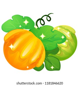 Shining agricultural plant orange patisson or bush pumpkin isolated on white background. Vector cartoon close-up illustration.