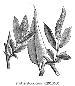 Shining Willow or Salix lucida or Pacific Willow or Whiplash Willow, vintage engraving. Old engraved illustration of Shining Willow isolated on a white background. Trousset encyclopedia (1886 - 1891).