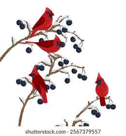 shiny cotoneaster and nothern cardinal birds, tree branch with berries in winter with snow, isolated at white background, hand drawn illustration