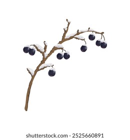 cotoneaster brilhante, galho de árvore com bagas no inverno com neve, isolado no fundo branco, ilustração desenhada à mão