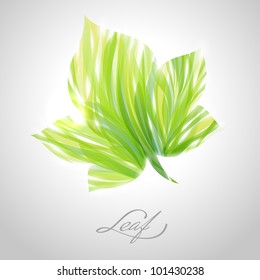 Shiny green striped maple leaf. Vector illustration.