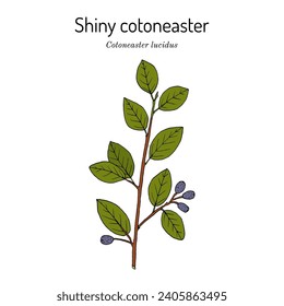 Shiny or hedge cotoneaster (Cotoneaster lucidus), honey and ornamental plant. Hand drawn botanical vector illustration