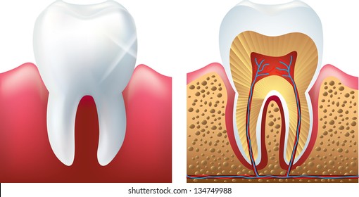 shiny tooth and cutaway photo-realistic vector