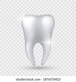 Shiny tooth. Realistic healthy clear white tooth isolated on transparent background, enamel whitening in dental clinic, dentist hygienist or orthodontic treatment oral care protection vector 3d object