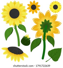 Shiny yellow sunflower element set. Summer vibes illustration. Flowers, bud, leaves of sunflower. Nice floral objects isolated on white background.  EPS 10