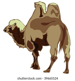 Ship of the desert  Bactrian camel