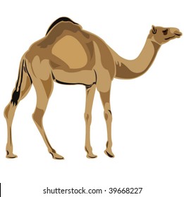 Ship of the desert dromedary camel