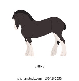 Shire horse flat vector illustration. British breed equine, pedigree hoss, draft horse. Equestrian sport, hoofed animal breeding concept. Drafter, thoroughbred mammal isolated on white background.