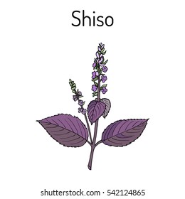 Shiso (Perilla frutescens), spice and medicinal herb. Hand drawn batanical vector illustration