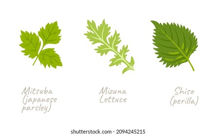 Shiso, perilla, mitsuba parsley, mizuna lettuce. Japanese asian green herbs, spices. Vector flat hand drawn illustrations.