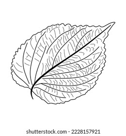 shiso sketch. shiso leaf vector graphic.