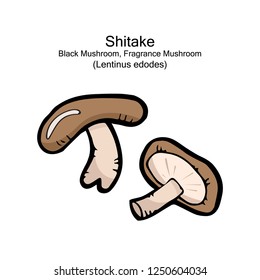 shitake, black mushroom, fragrance mushroom, lentinus edodes, food, health object, vector doodle art