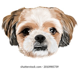 Shitzu puppy vector art of dog