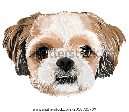 Shitzu puppy vector art of dog