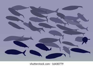 shoal of fish
