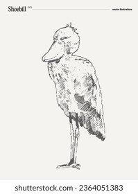Shoebill bird realistic hand drawn vector illustration, sketch
