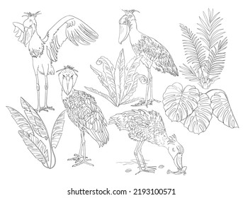 Shoebill-Vogel-Vektorset. Tropenvögel-Illustration