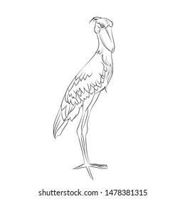 Shoebill. Line drawing. Vector illustration.