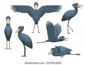 Shoebill Stork Bird Various Poses Cartoon Vector Illustration Isolated Character