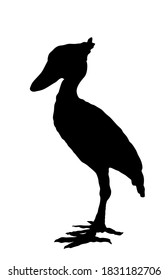 Shoebill, Vektorsilhouette, Illustration einzeln auf weißem Hintergrund. Balaeniceps rex, Walehead Stork. Großer Vogel.