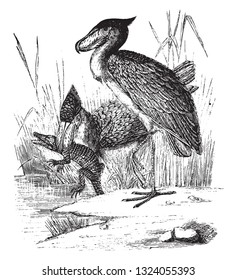 Shoebill, vintage engraved illustration. 