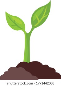Shoot Growing on the Soil