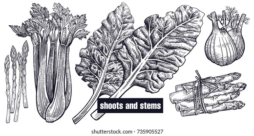 Shoots, stems set. Chard, celery, asparagus, fennel isolated. Vegetarian food for menu, recipes, decoration kitchen items. White and black. Vector illustration art. Hand drawing of vegetables. Vintage