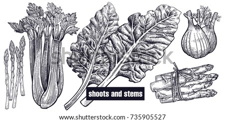 Shoots, stems set. Chard, celery, asparagus, fennel isolated. Vegetarian food for menu, recipes, decoration kitchen items. White and black. Vector illustration art. Hand drawing of vegetables. Vintage