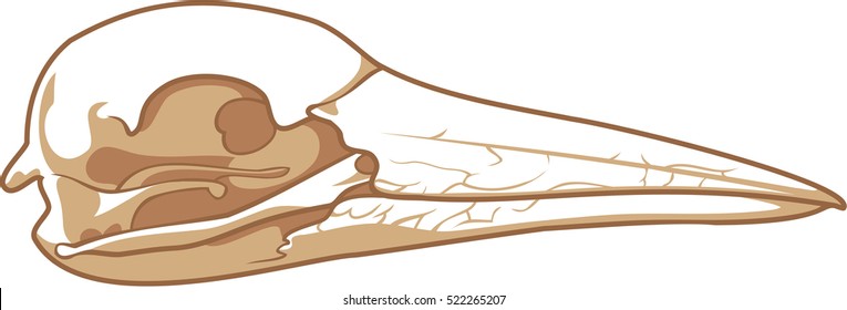 Shore bird skull vector isolated on a white/transparent background