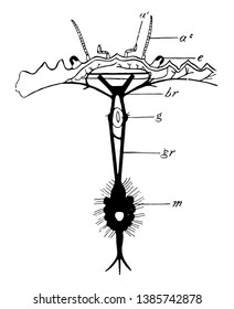 Shore Crab Nervous System ist ein kurzer Strang, der die Bauchganglien der Krebse, Vintage Linie Zeichnung oder Gravitation Abbildung.