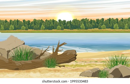 Shore of a forest lake at sunset or sunrise. Fallen tree and stones on the coast. Realistic vector landscape