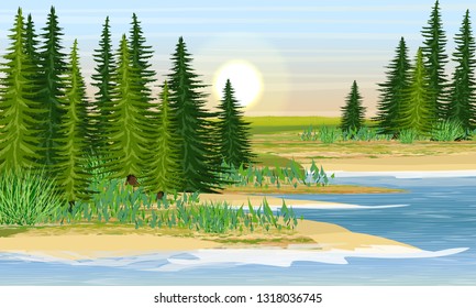 The shore of the lake and the meadow behind it. Sandy beach with grass and fir trees. Summer. Realistic Vector Landscape