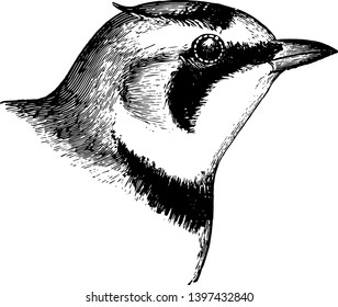Shore Lark is a species of lark in the Alaudidae family found across the northern hemisphere vintage line drawing or engraving illustration.