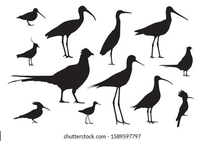 Shorebirds and birds of fields. Silhouettes vector set