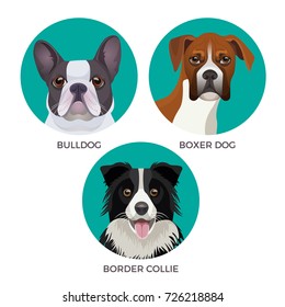 Border Collie Short Hair Images Stock Photos Vectors Shutterstock