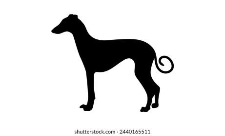 short haired Sighthound, black isolated silhouette