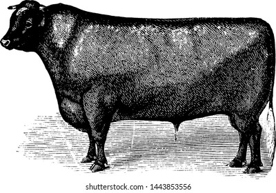 Short Horn Cattle, vintage illustration.